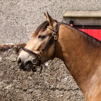 Dun Connemara Pony